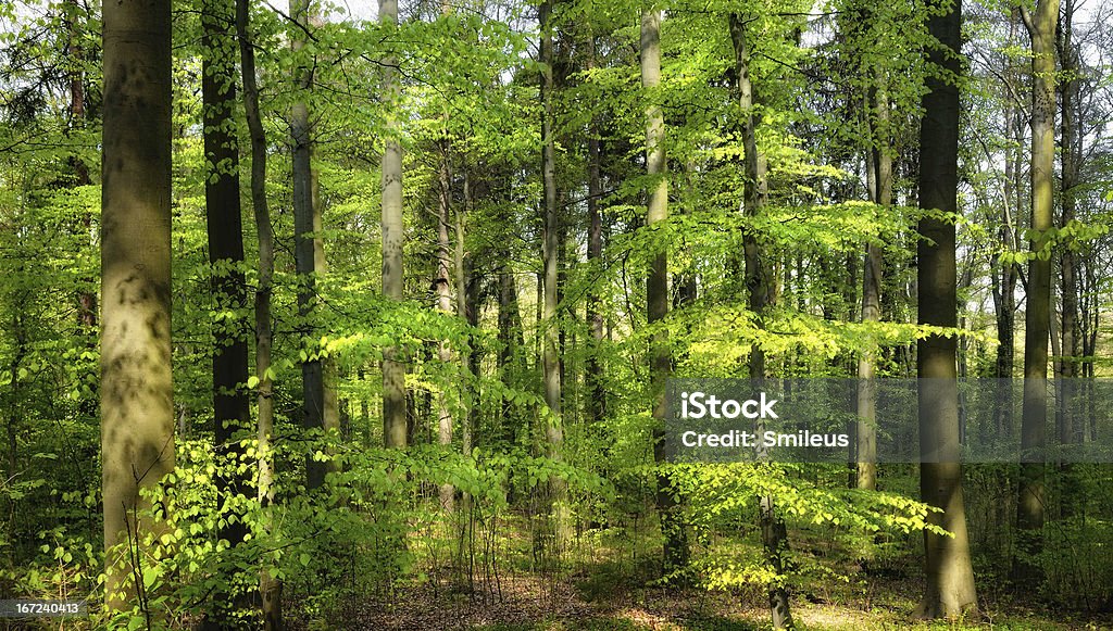 Printemps ensoleillé dans la forêt. - Photo de Arbre libre de droits