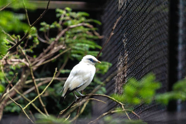 istock Bali Mynah (Leucopsar rothschildi) in Malaysia 1672407060