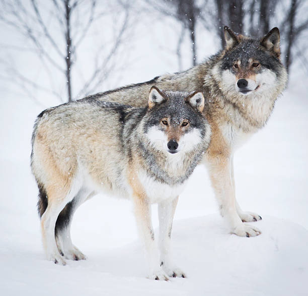 dois wolves na paisagem de inverno - wolf norway woods winter - fotografias e filmes do acervo