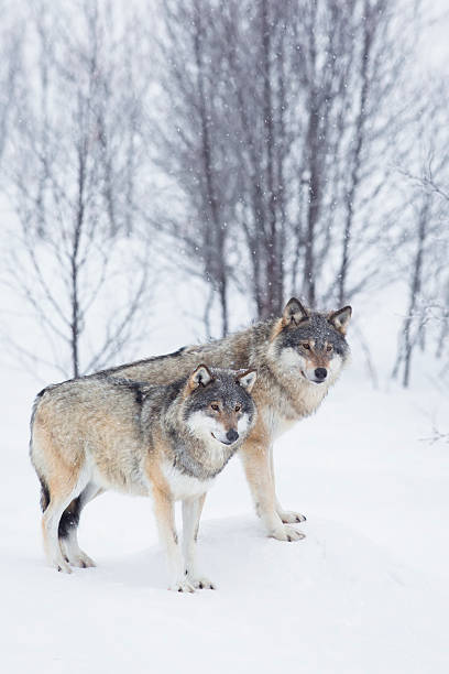 istock Wolves standing in winter landscape 167242164