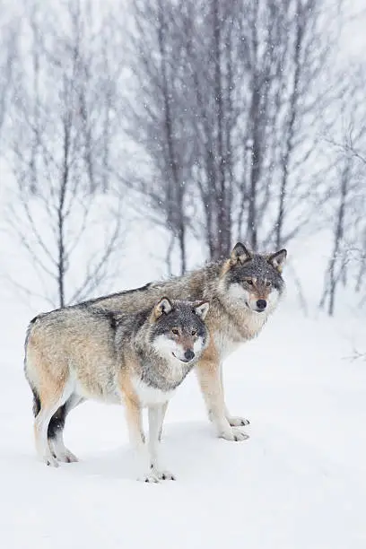 Photo of Wolves standing in winter landscape