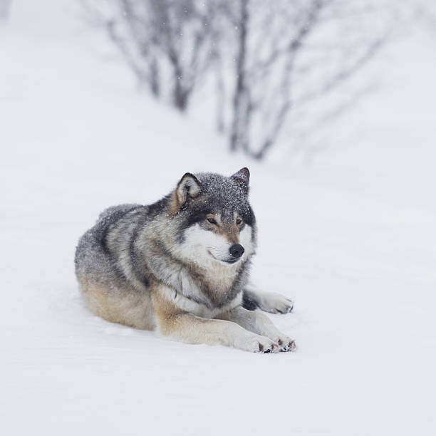 um lobo descansando na neve - wolf norway woods winter - fotografias e filmes do acervo