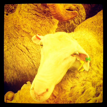 A large group of sheep in a holding pen, 35mm