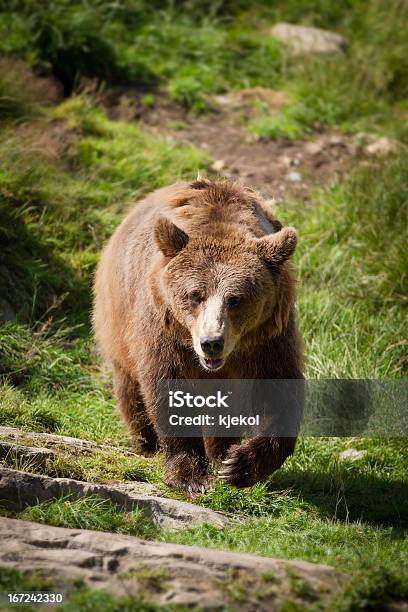 A Brown Bear Foto de stock y más banco de imágenes de Noruega - Noruega, Oso, Oso pardo