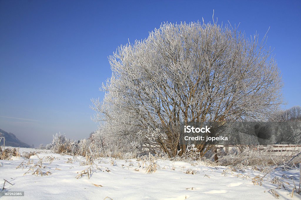 Hiver froid journée - Photo de Arbre libre de droits