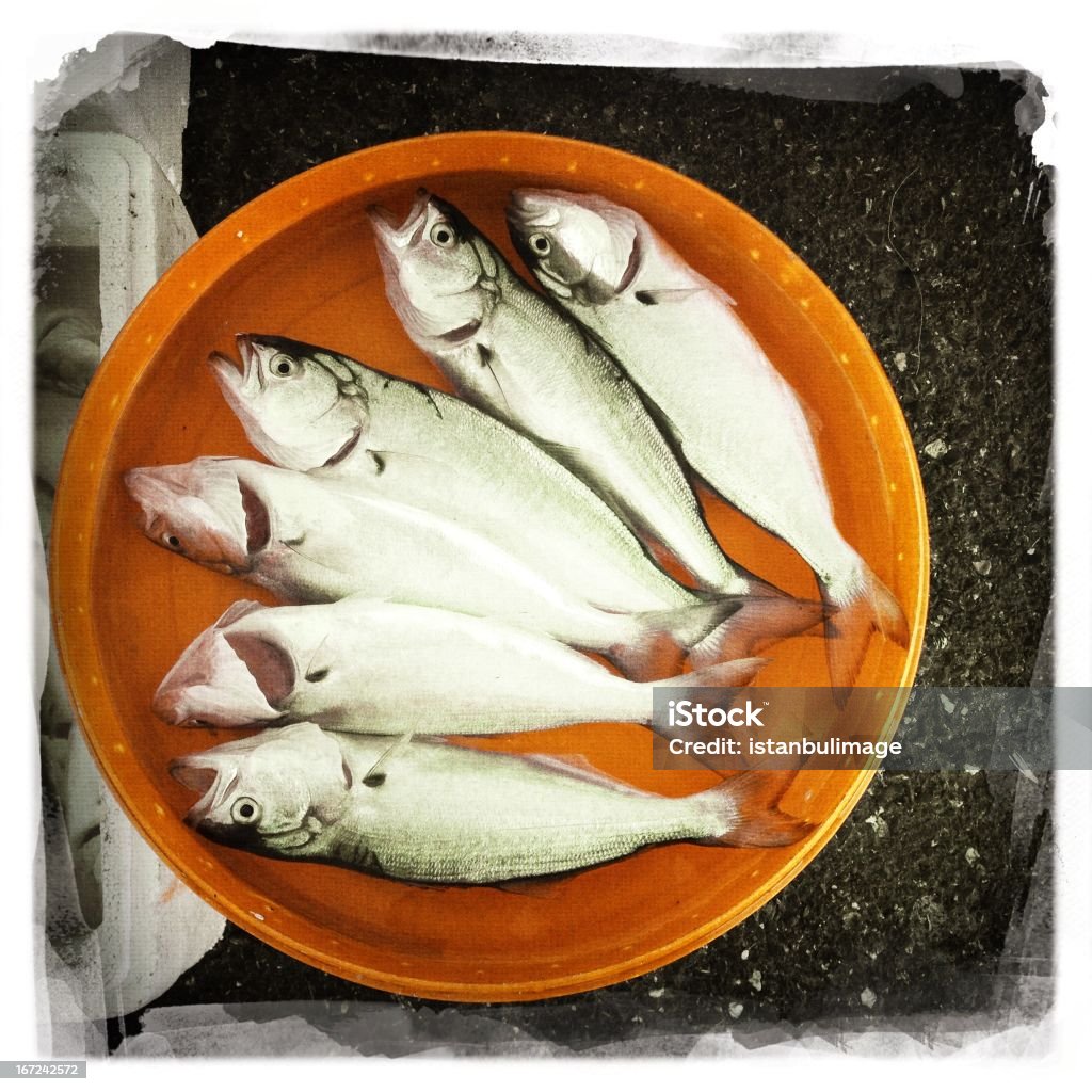 Fresh Fishes Catch of Fish Stock Photo