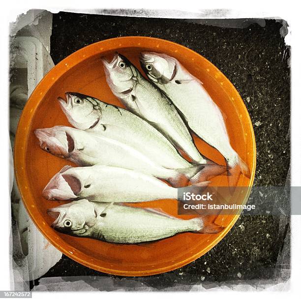 Fresh Fishes Stock Photo - Download Image Now - Catch of Fish, Food, Animal