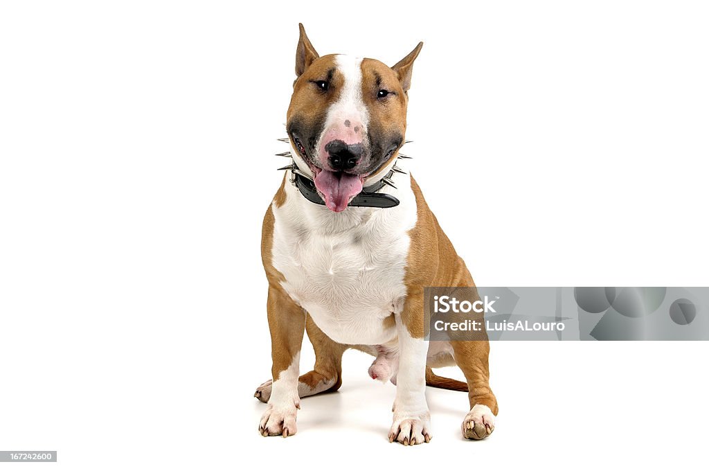 Bull Terrier - Photo de Amitié libre de droits