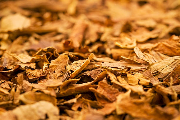 el tabaco - tobacco fotografías e imágenes de stock