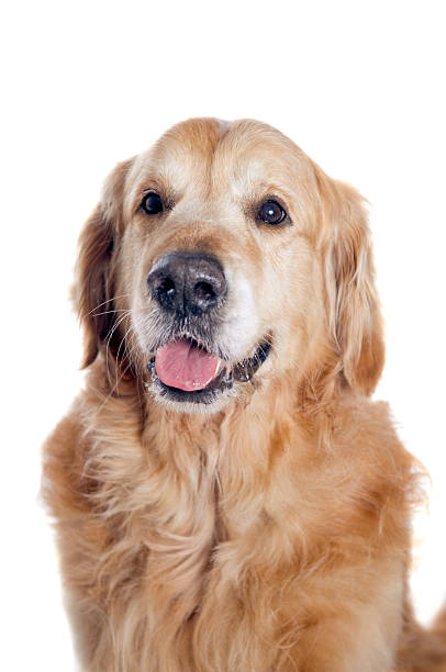 istock Golden retriever portrait 167242889