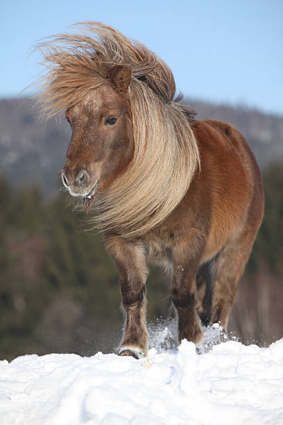 istock Falabella, 10 years old mare 167242981