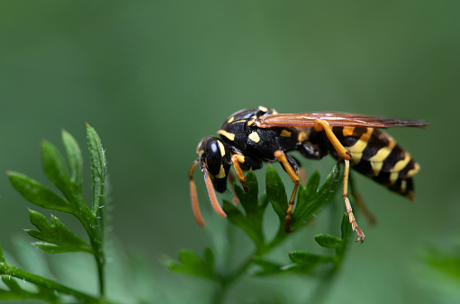 Close-up of a striped wasp photographed from the side. The insect sits on a green leaf. The background is green. The structures in the background are washed out.