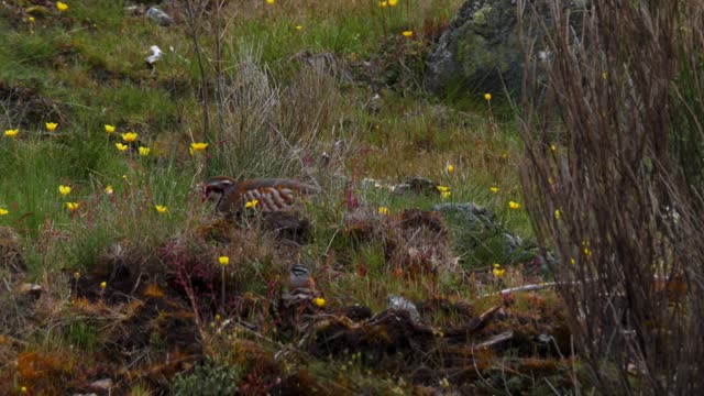 Partridge and small sparrows look around sitting in field of beautiful yellow wildflowers