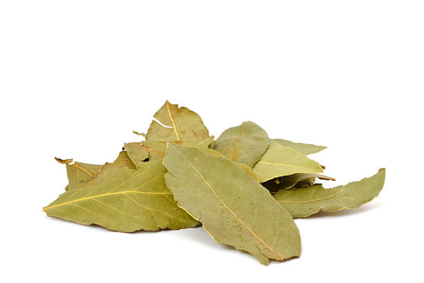 laurel - laurel bay leaf leav stock-fotos und bilder