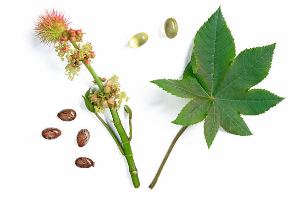 Blossom and leaf of the castor plant Flower and leaf of the castor plant, isolated on a white background with castor oil capsules for oral use in cases of constipation and some seeds castor bean plant photos stock pictures, royalty-free photos & images