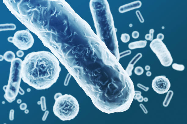 Enterobacteriaceae, gram-negative rod-shaped bacteria, part of intestinal microbiome and causative agents of different infections, 3D rendering. Escherichia coli, Klebsiella, Enterobacter and other