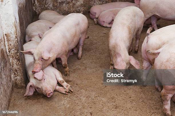 De Cerdo Farm Foto de stock y más banco de imágenes de Agricultura - Agricultura, Aire libre, Alimentar