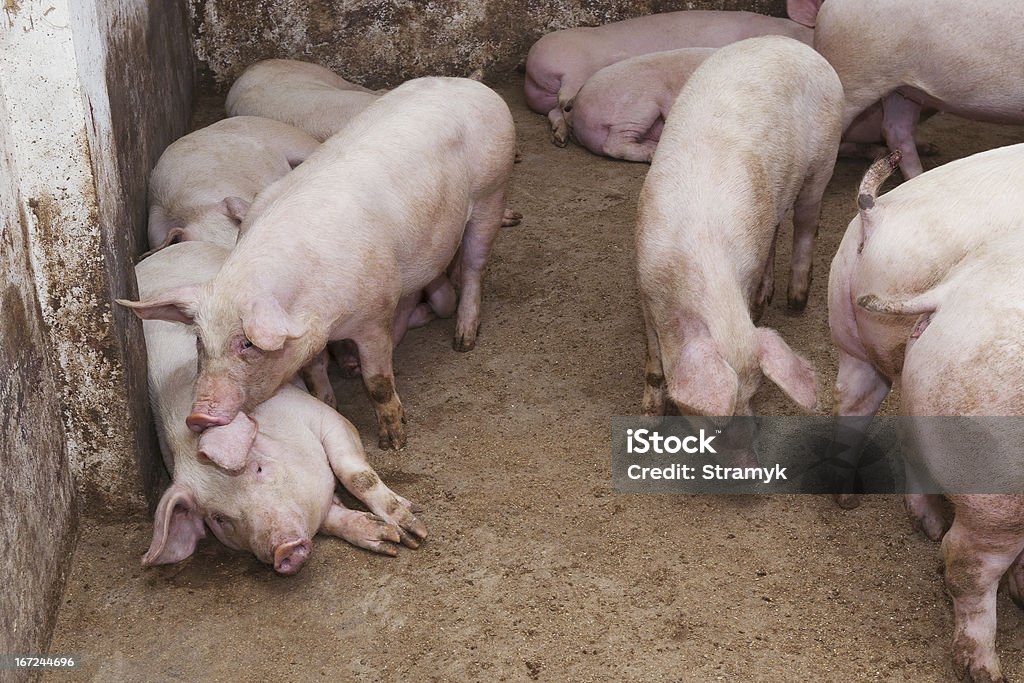 돼지 농장에서 - 로열티 프리 0명 스톡 사진