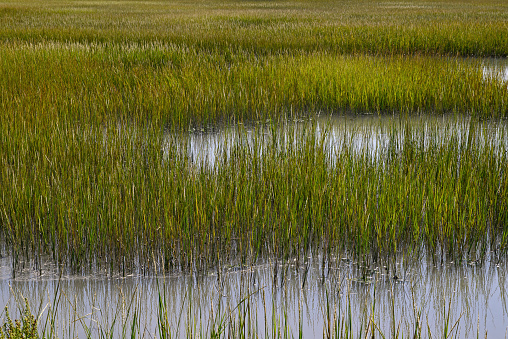 Saltmarsh on the Virginia coast in USA in mid-day light.  Known as a coastal salt marsh or tidal marsh, it is located between land and brackish water that is regularly flooded by the tides.