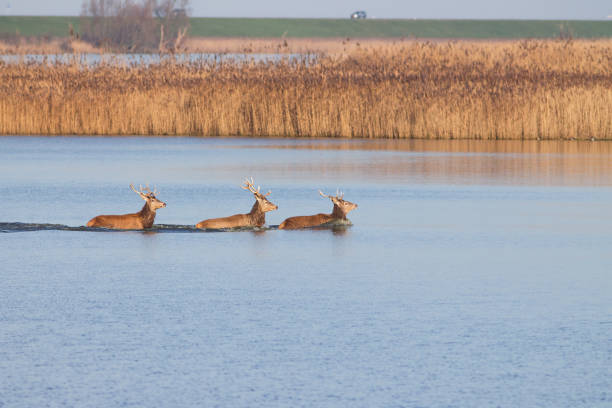 istock Red Deer crossing a lake 1672464511