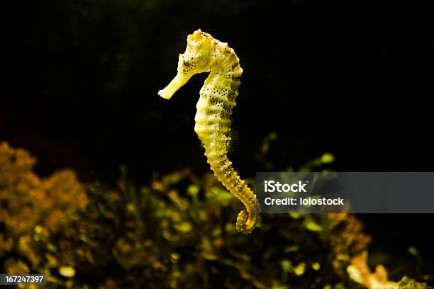 Sea Horse Stock Photo - Download Image Now - Seahorse, Multi Colored, Photography