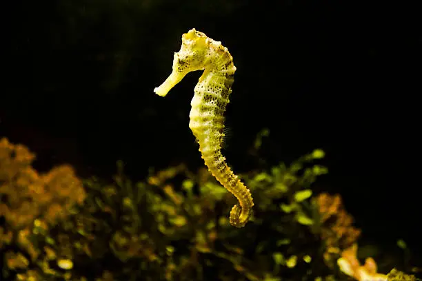 Photo of Sea horse