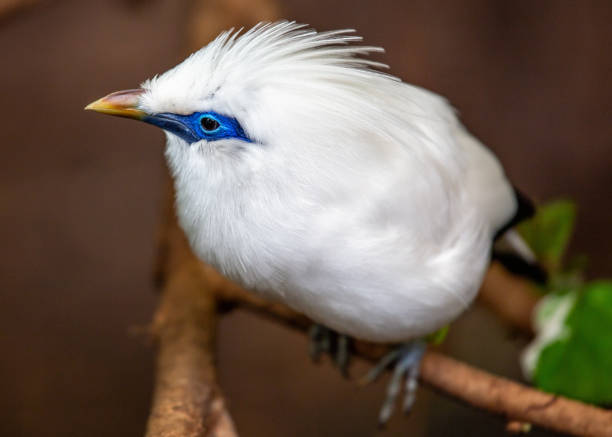 istock Bali Mynah (Leucopsar rothschildi) - Native Beauty of Bali 1672476864