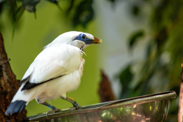 Captivating Bali Mynah, Leucopsar rothschildi, an iconic bird species endemic to Bali, Indonesia.