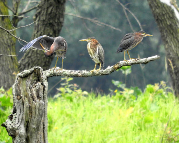 istock Green Heron (Butorides virescens) North American Wading Bird 1672480100