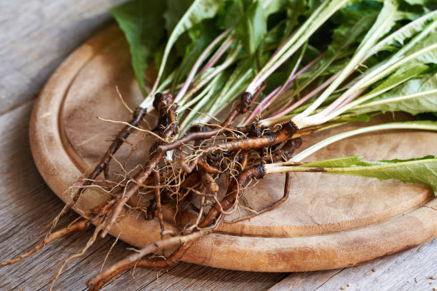 istock Dandelion root with leaves on a wooden cutting board 1672487145