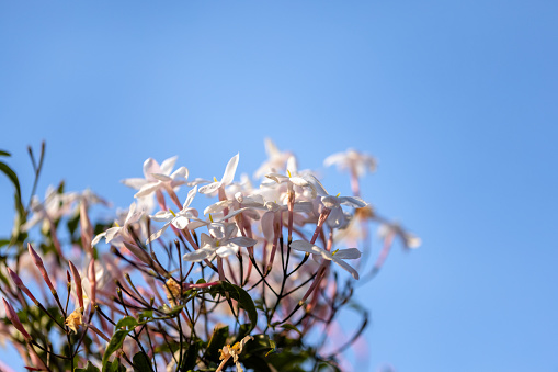 Campanula carpatica, beautiful white bell flowers, close-up