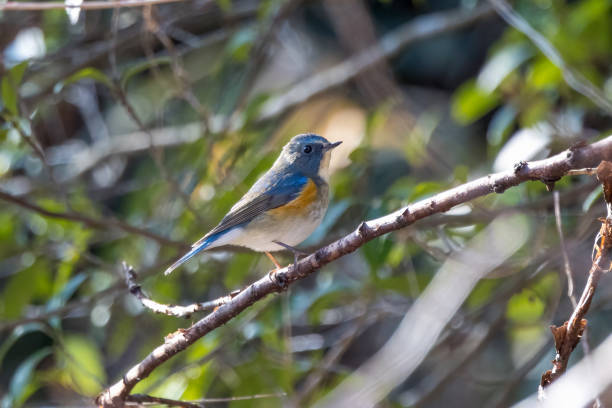 istock A Red-flanked bluetail on a branch of tree. 1672494042