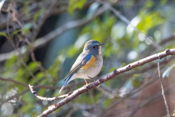 istock A Red-flanked bluetail on a branch of tree. 1672494601