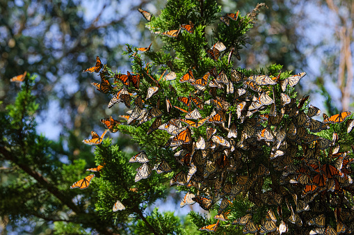 Monarch butterflies (Danaus plexippus) resting on a tree branch in their winter nesting area.

Taken in Santa Cruz, California, USA