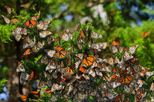 istock Monarch Butterflies on Branch 1672502346