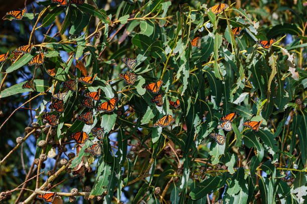 istock Monarch Butterflies on Branch 1672502357