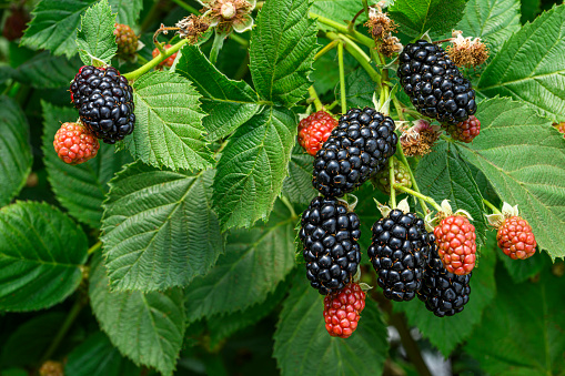 Abstract background made of Blackberry fruit pieces, slices and leaves on wooden background.