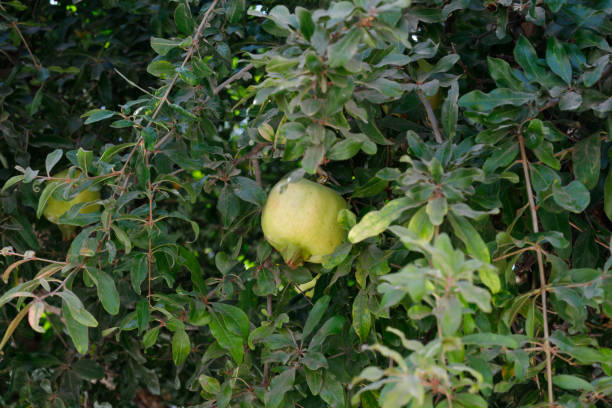 istock Punica or pomegranata is a small genus of fruit-bearing deciduous shrubs 1672504077