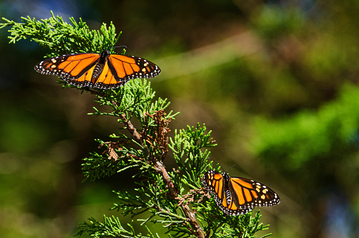 Monarch butterflies (Danaus plexippus) resting on a tree branch in their winter nesting area.\n\nTaken in Santa Cruz, California, USA