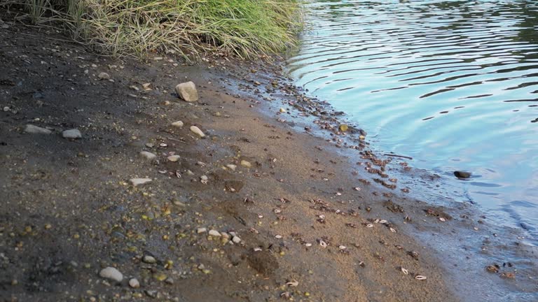 Fiddler crabs on the mud at Sunken Meadow State Park