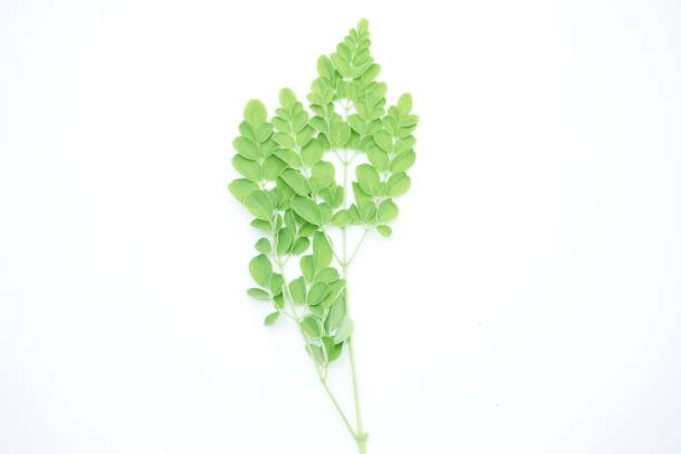 Moringa leaves on white background, green leaves