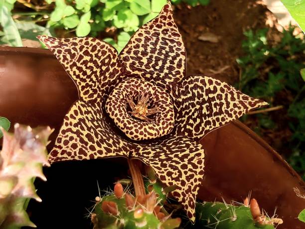 istock Orbea variegata, star flower cactus 1672517634