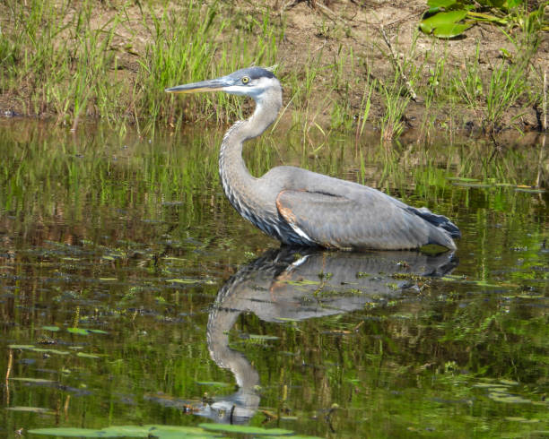 istock Great Blue Heron (Ardea herodias) North American Wading Bird 1672519548