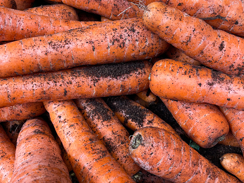 Stock photo showing close-up view of a heap of freshly dug, dirty orange carrots (Daucus carota subsp. sativus) being sold from a produce display at a fruit and vegetable outdoor market.