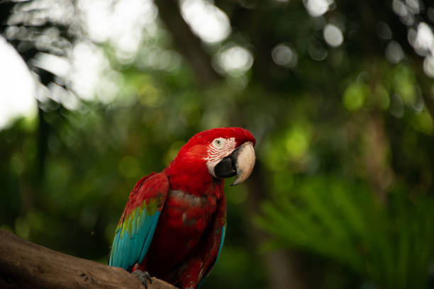 istock True parrot in tree in Cartagena Columbia 1672536912