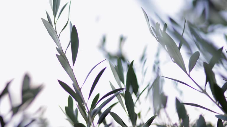 Olive Tree Branches Swaying in the Wind, Close Up  Selective Focus Olive Tree Branches