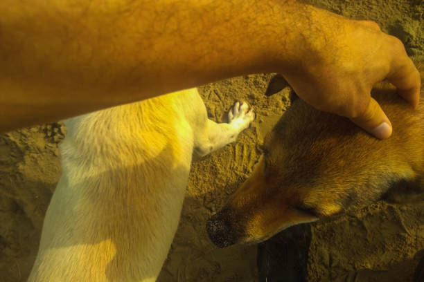 Ritratto di cane