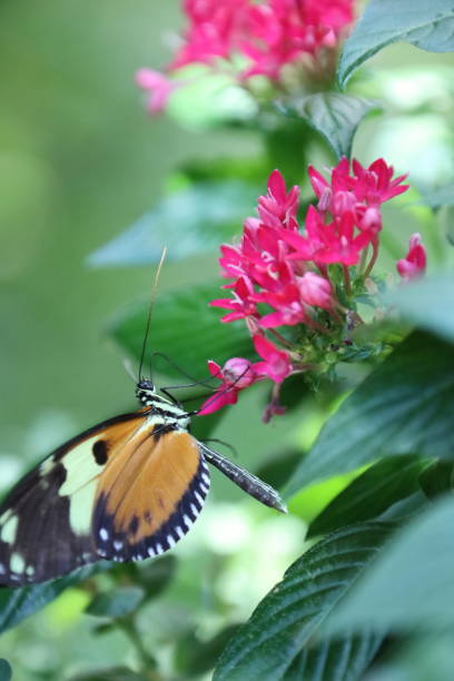 istock Flying butterfly over flowers 1672551656