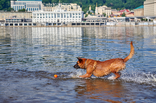 Belgian Shepherd Malinois dog playing with a ball in the river