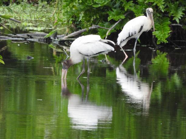 istock Wood Storks (Mycteria americana) - foraging in the wetlands 1672560403